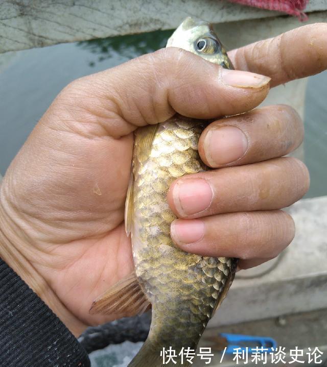  #把它放生#海淀区昆玉河，鲫鱼开口，送你钓小鱼攻略