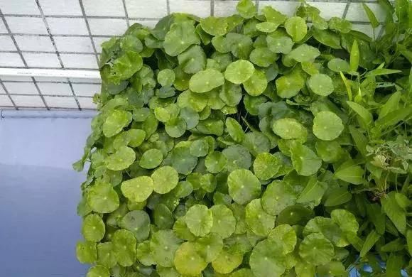  最适合：特别喜水的盆栽植物，再也不用担心浇花浇死了