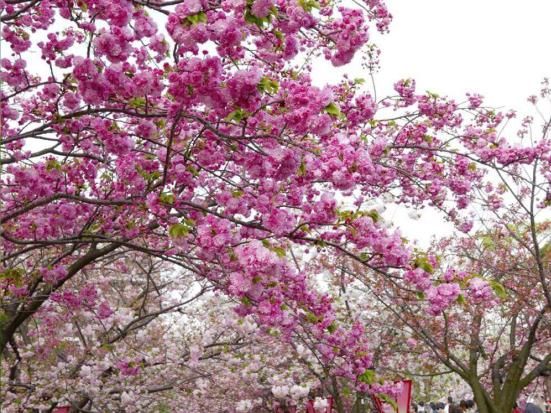 日本景点频现中文指示牌，上面的内容却令人扎心