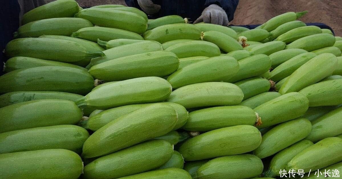  欧洲■100年前当稀奇从欧洲引进，因产量太高被嫌弃，农民不愿意