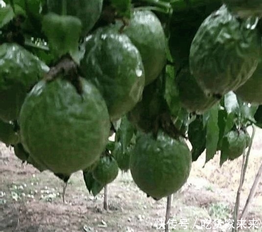  一夜之间|太毒了 一夜之间7亩果田惨遭灭顶之灾, 广西果农欲哭无