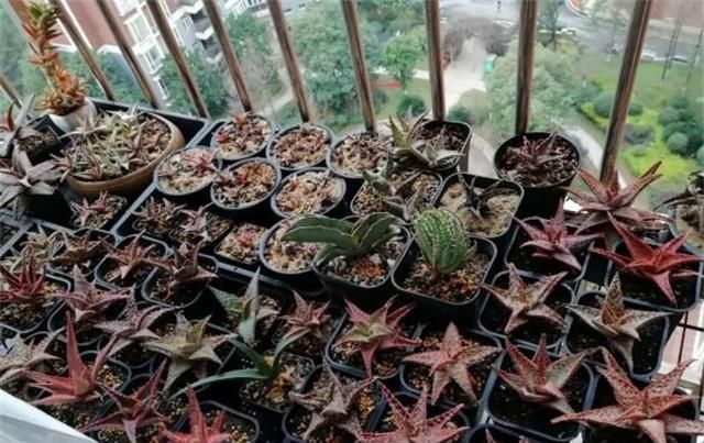  「盆栽」3种盆栽，个个吸废气，既好看又好养，我就养了5盆