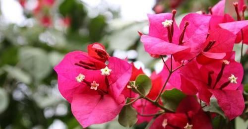  【室内】三角梅是否有毒，适合室内种植吗？