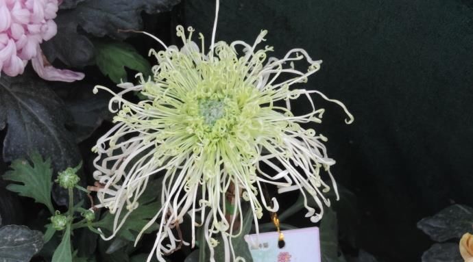  【脱俗】喜欢菊花，就养盆“珍奇绿菊”绿窗纱影，清新脱俗，优雅可人！