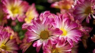 「鲜花」荷兰菊花很华丽学习繁殖的秘诀,尽情享受鲜花盛开的美丽