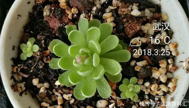  『扦插』空气生根扦插法，有效的懒人养花方法！揪片叶子丢袋子，太好活了