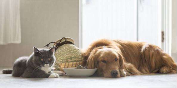  【猫和狗】这些有关于猫狗的冷知识你都知道吗？