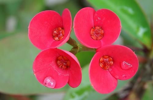  『耐热』3种花适合懒人养，耐热耐晒更耐旱，一年四季开花不断，漂亮极了