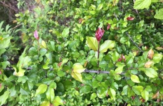  「药用价值」农村一种植物是麻雀筑巢地，药用价值更珍贵，市场3