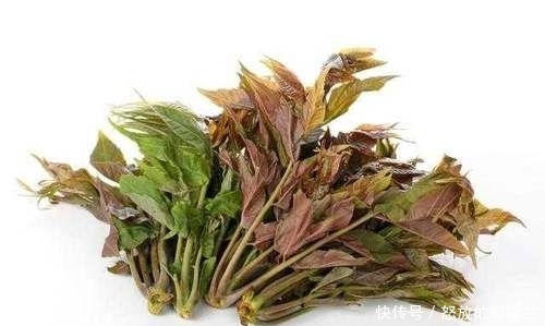 #春笋#清明节小长假快到了,哪些春食野菜是你这次回老家需要惦记的?