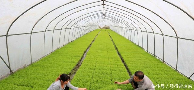 未来十年，在农村这四种职业必火，让你赚钱赚到手软！