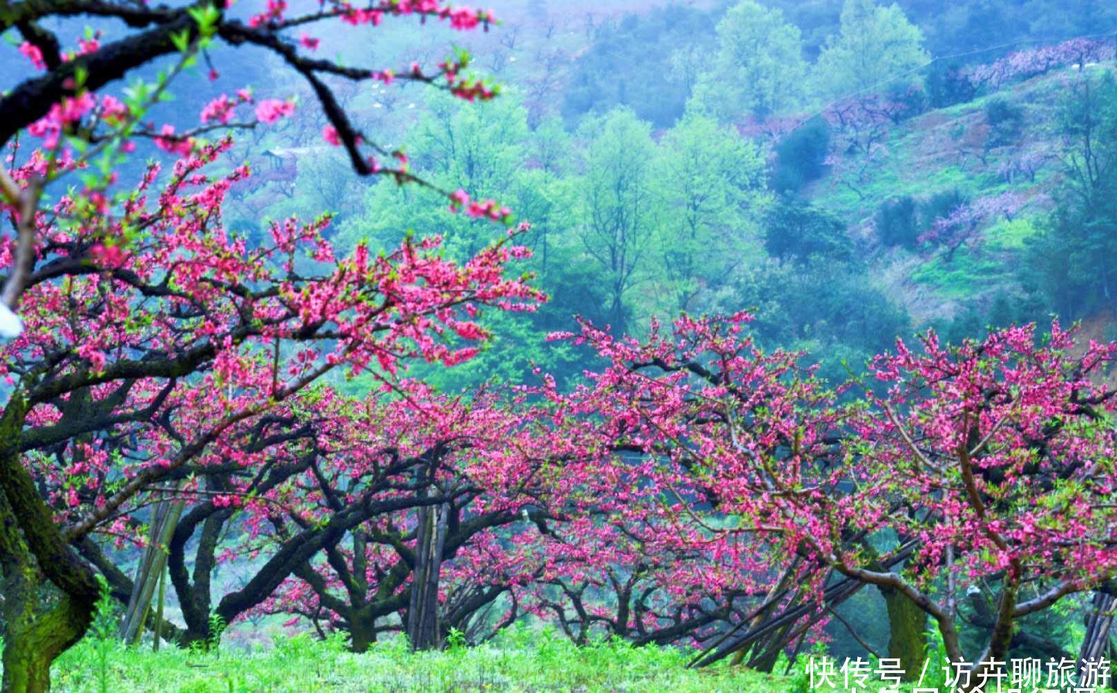广东也有桃花源：十里桃花遍地花，满山遍野惹人醉