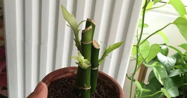  贵竹盆栽■富贵竹水培生根有诀窍,跟着学“多久换一次水”,养得叶绿根壮