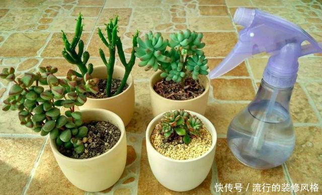  [技术活]浇水是门技术活，方法、时间很关键，做不对容易将花养死