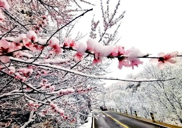  【龙门村】最美京西四月天，门头沟雪景颜值爆表！