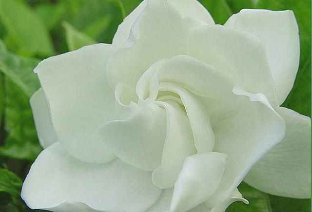  「解决」栀子花老叶发黄正常吗？该怎么解决？