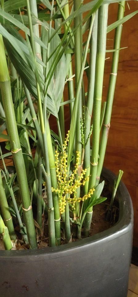  铜钱草■2种花，一旦开花就得剪，不然整棵植物死翘翘