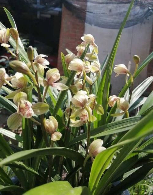  [不开花的因素]兰花出现“烧苞”，原因有很多，避开4个“陷阱”，开花停不下