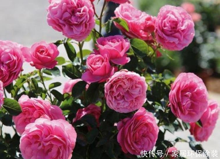  『开花』最受欢迎的4种花，沾土就活，花朵漂亮，容易爆盆，人见人爱！