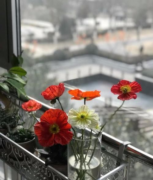  徒有其表：买花别贪图好看，这3种花，个个都是“徒有其表”，典型的疾病花