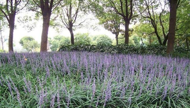  践踏@绿化带中的它原来浑身是宝，见到别践踏，20元一斤供不应求