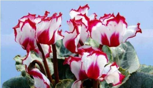 轻松:喜欢赏花就选花开重瓣的,一年四季有花赏,比茶花美轻松养爆盆