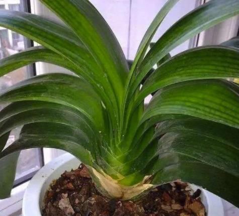  补肥：君子兰缺不缺肥，一眼看穿，这样补肥叶亮花开多
