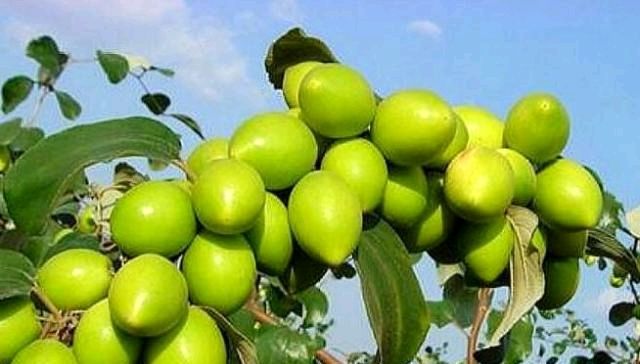  [果树]农村一种水果，其果树不到半个人高，农民种植每亩收入600