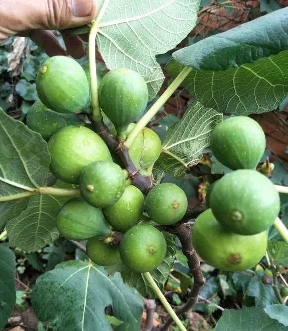  「盆土」阳台种一棵无花果，注意4点，果子结的多，年年有的吃