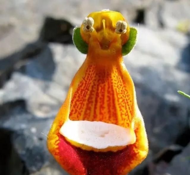  『植物』有时候，花朵也在模仿动物，模仿人类，多有趣啊