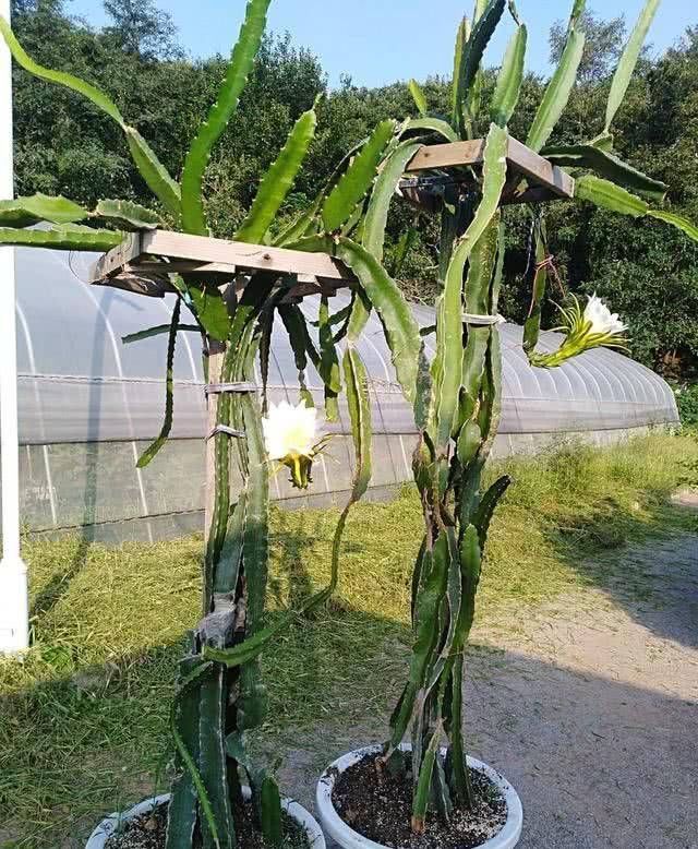  「能吃」用龙果种苗、开花的花朵直接炒蔬菜吃！没有别的吃的了吗？