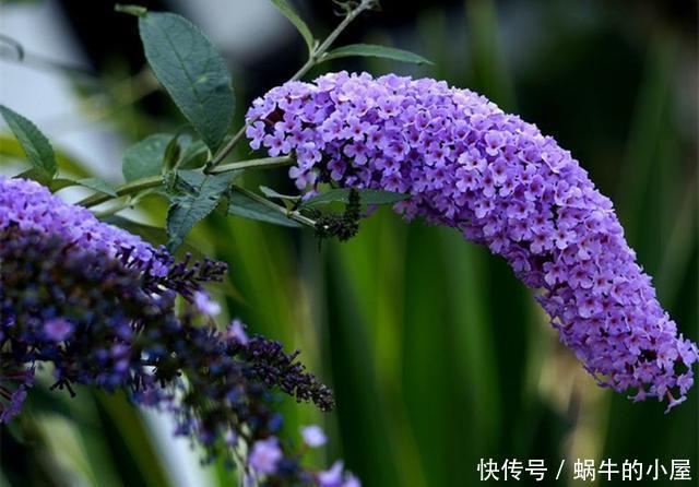  「鼠尾草」看这些花的名字，以为是野草，没想到开花后，有的优雅有的可爱