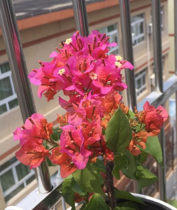  三角梅：见过“三花聚顶”吗，三角梅的枝头，掐一掐一变三，瞬间开满盆