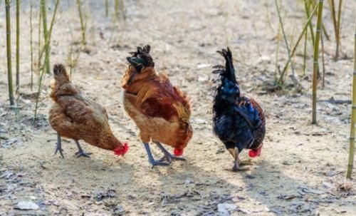  利润@土鸡利润那么高，为什么很多养殖户还是亏损！主要原因有两