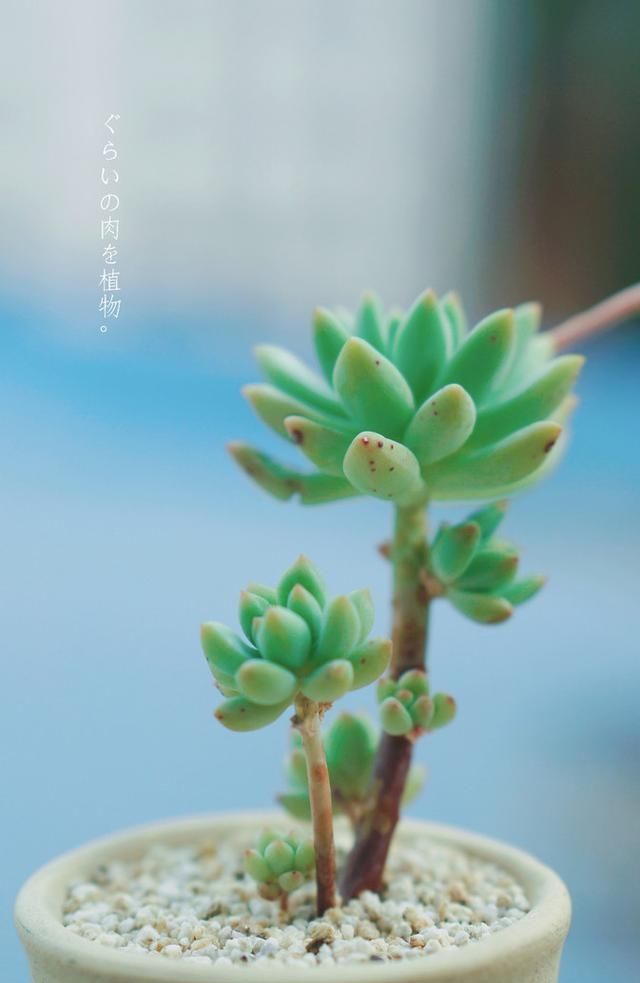  「变瘦要是你」多肉植物越长越“瘦”，八成是3个原因导致，及时解决快速变肥