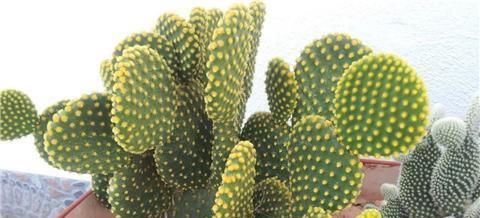  『植株』仙人掌这么养，侧芽冒不停，叶片肥厚，俩月就爆盆