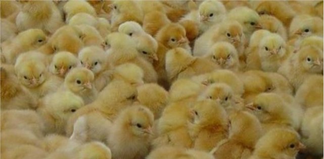  [养殖户]农村养殖再出新骗局！养殖户应当注意了，小心被骗