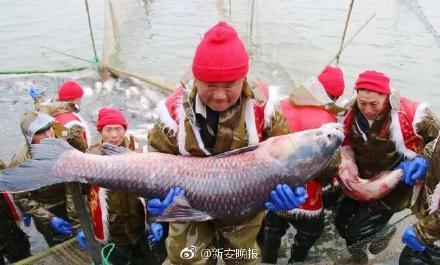 厉害！阜阳颍上八里河冬捕节正式开捕 78斤重“头鱼”拍得88万天