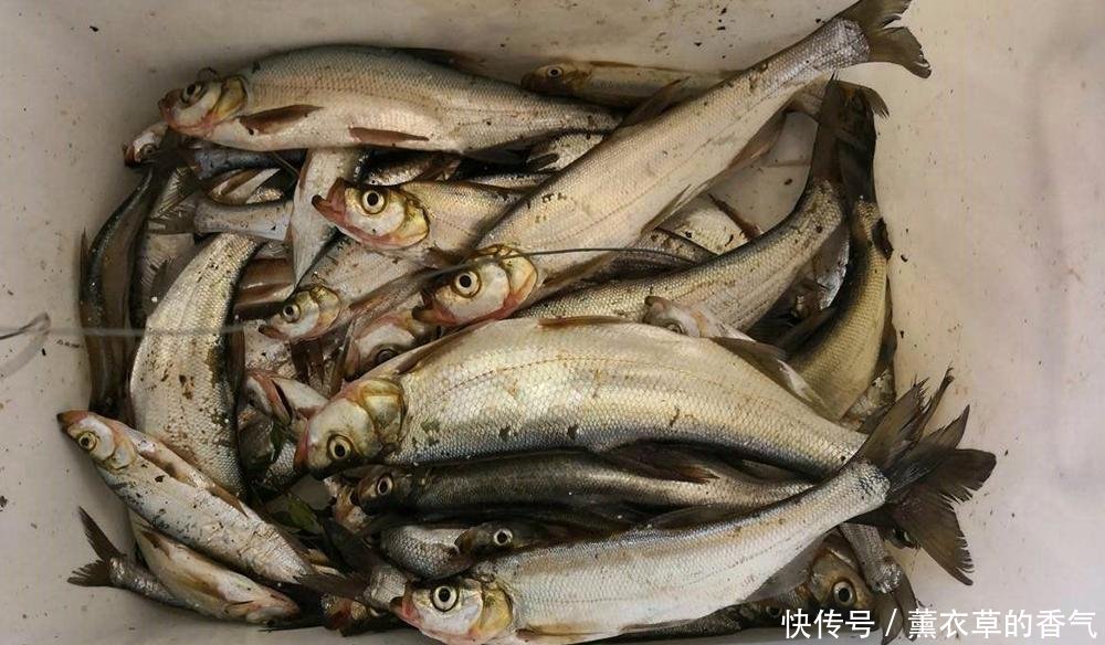 「出水」曾是河里的祸害，脾气暴躁出水就死，如今百元一斤成为极品美味