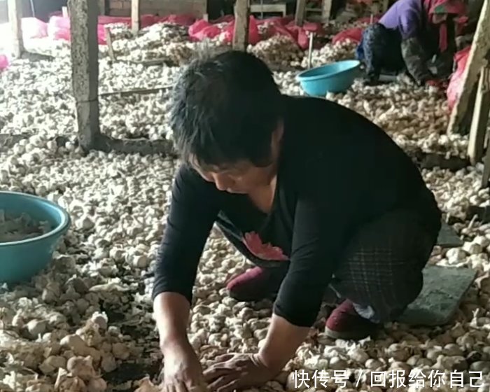 农民用蒜米种出来的“它”，每十天可收割一次，年赚几十万