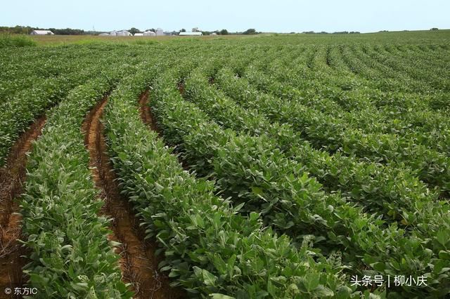 非转基因大豆有着落了？中企在俄罗斯种45万亩非转基因大豆