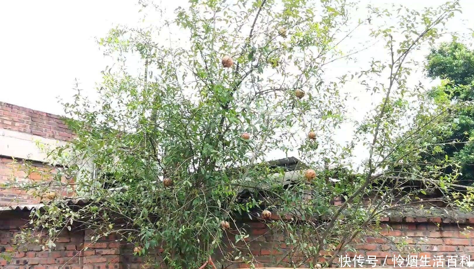  【道理】“五鬼树不进宅”，这句话啥意思呢？你觉得有道理吗？