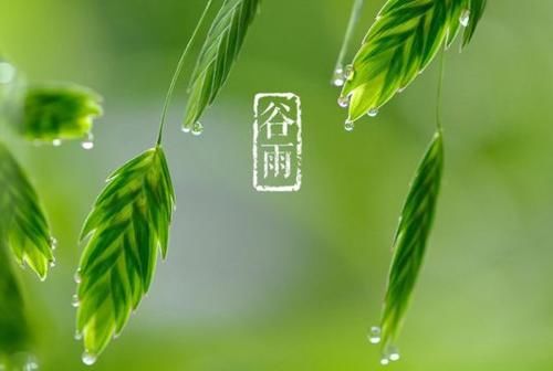  『无雨』谷雨节气到，俗语“谷雨无雨，后来苦雨”啥意思？谷雨下雨才好吗