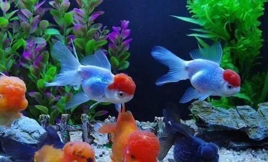  饲养水草@若饲养这些鱼，还是不养水草更好