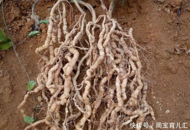 农村地里的“野花生”10年结1次果，560块钱1斤，却无人愿意去捡