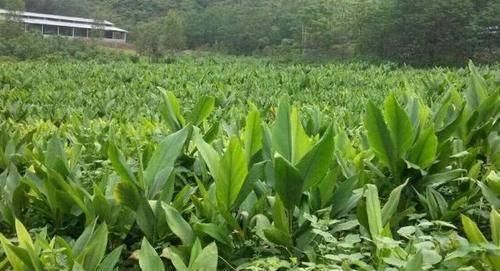 地方特:它看似不起眼的美人蕉,却是“浙八味”之一,7元一斤请了解