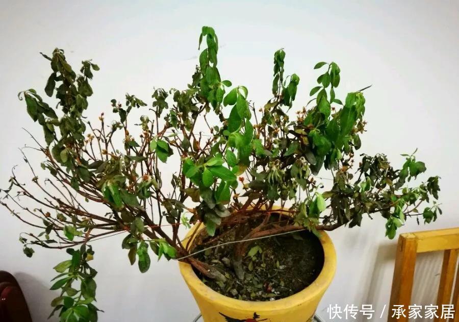  『女人』杜鹃花和女人一样难伺候，本来好好的杜鹃花盆栽，突然就枯萎掉叶