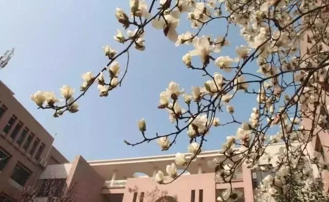 阳春三月,群芳争艳!来看西安这些“花花世界”的最佳踏春赏花指南