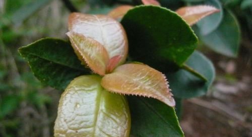  『植物』茶树上一叶子，名为耳朵花，农村小孩最爱生吃，城里人大多没见过