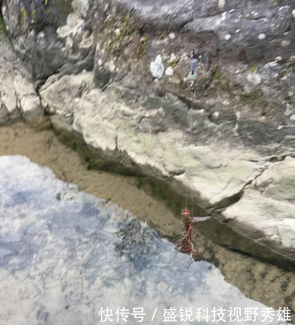 『山涧』这是娃娃鱼吗山涧钓鱼,水底全是“四脚兽”,一小时钓了十几条!